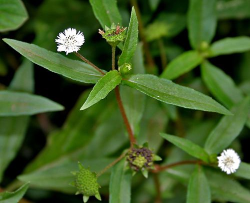 Eclipta prostrata